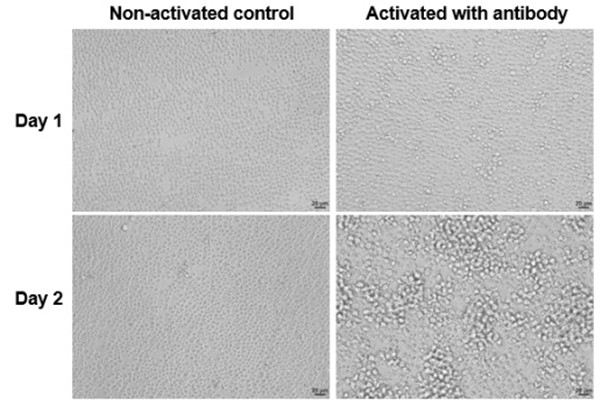 mT-mRNA-1.jpg