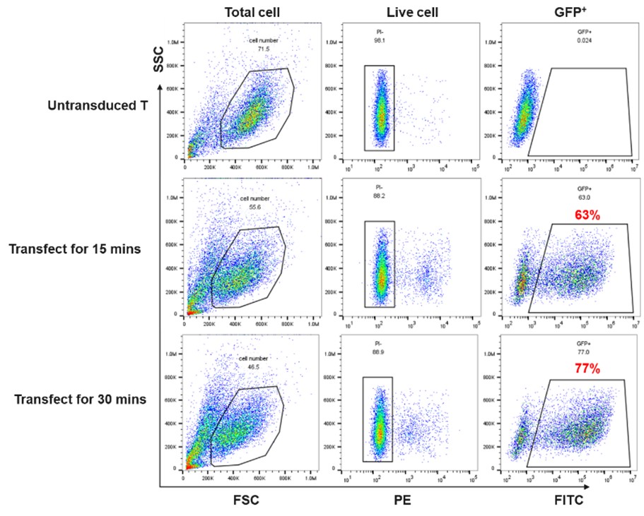 mT-mRNA-2.jpg